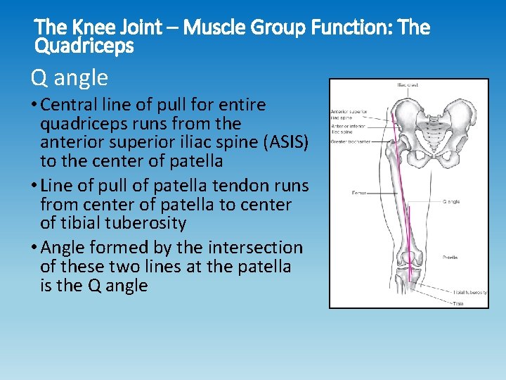 The Knee Joint – Muscle Group Function: The Quadriceps Q angle • Central line The Knee Joint – Muscle Group Function: The Quadriceps Q angle • Central line
