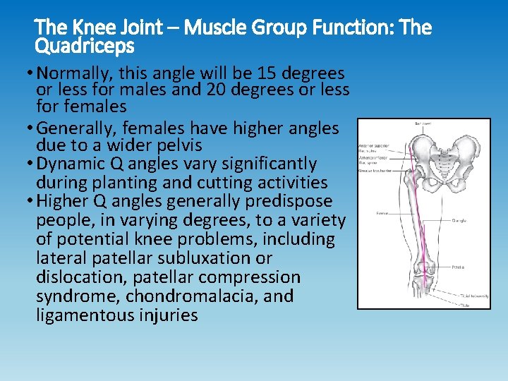 The Knee Joint – Muscle Group Function: The Quadriceps • Normally, this angle will The Knee Joint – Muscle Group Function: The Quadriceps • Normally, this angle will