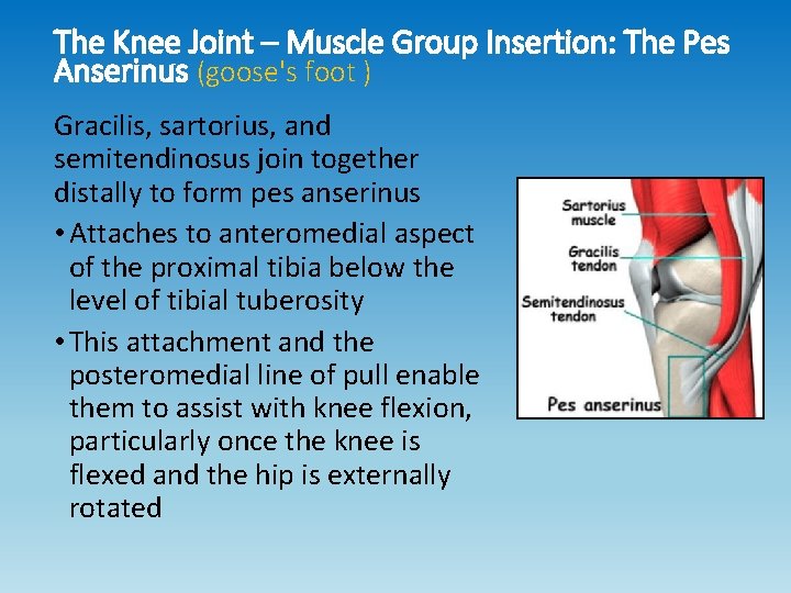 The Knee Joint – Muscle Group Insertion: The Pes Anserinus (goose's foot ) Gracilis, The Knee Joint – Muscle Group Insertion: The Pes Anserinus (goose's foot ) Gracilis,