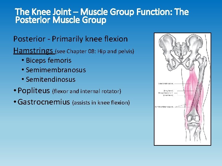The Knee Joint – Muscle Group Function: The Posterior Muscle Group Posterior - Primarily The Knee Joint – Muscle Group Function: The Posterior Muscle Group Posterior - Primarily