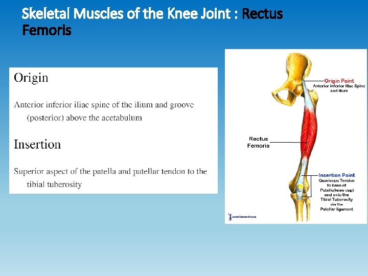 Skeletal Muscles of the Knee Joint : Rectus Femoris Skeletal Muscles of the Knee Joint : Rectus Femoris