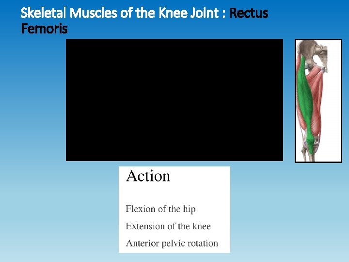 Skeletal Muscles of the Knee Joint : Rectus Femoris Skeletal Muscles of the Knee Joint : Rectus Femoris