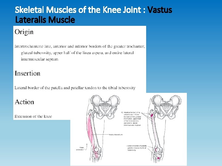 Skeletal Muscles of the Knee Joint : Vastus Lateralis Muscle Skeletal Muscles of the Knee Joint : Vastus Lateralis Muscle
