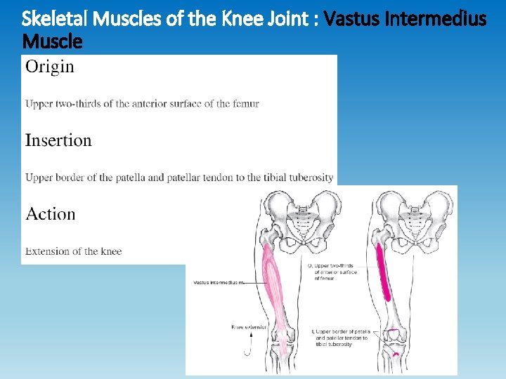 Skeletal Muscles of the Knee Joint : Vastus Intermedius Muscle Skeletal Muscles of the Knee Joint : Vastus Intermedius Muscle