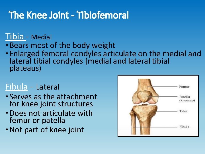 The Knee Joint - Tibiofemoral Tibia - Medial • Bears most of the body The Knee Joint - Tibiofemoral Tibia - Medial • Bears most of the body