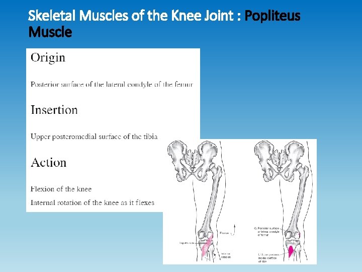 Skeletal Muscles of the Knee Joint : Popliteus Muscle Skeletal Muscles of the Knee Joint : Popliteus Muscle