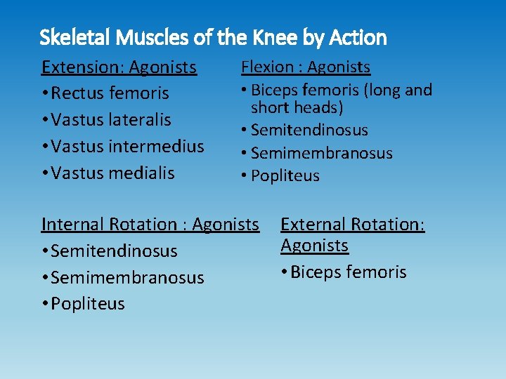 Skeletal Muscles of the Knee by Action Extension: Agonists • Rectus femoris • Vastus Skeletal Muscles of the Knee by Action Extension: Agonists • Rectus femoris • Vastus