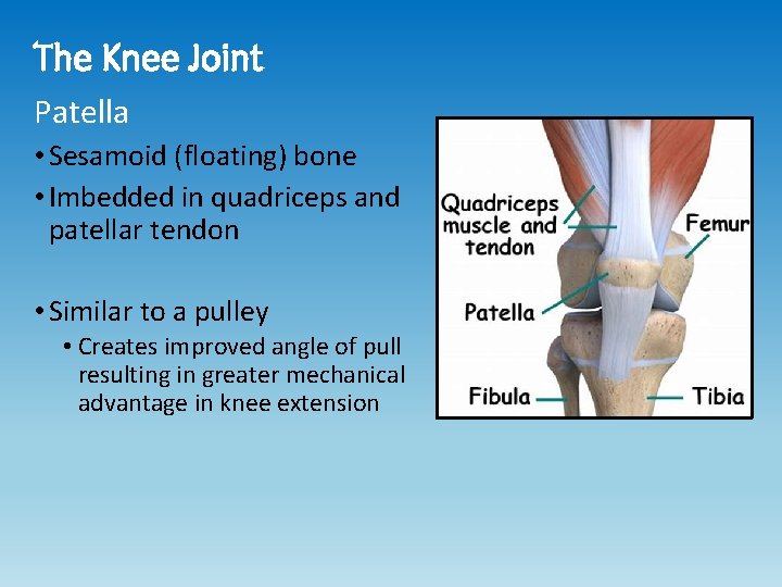The Knee Joint Patella • Sesamoid (floating) bone • Imbedded in quadriceps and patellar The Knee Joint Patella • Sesamoid (floating) bone • Imbedded in quadriceps and patellar