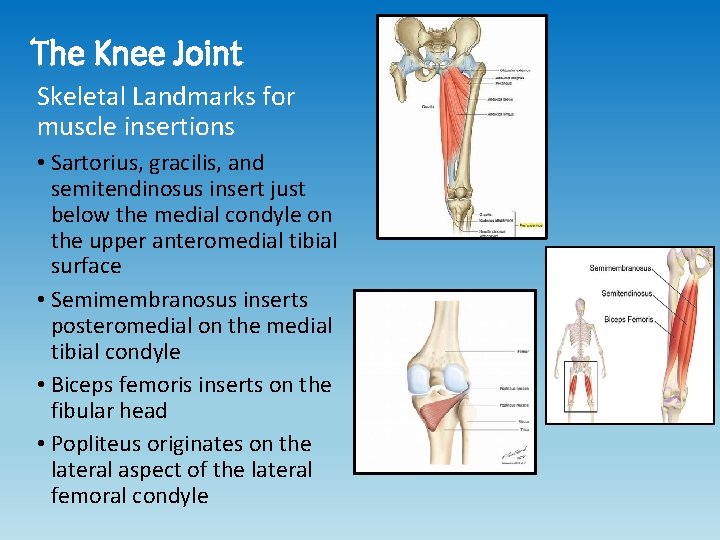 The Knee Joint Skeletal Landmarks for muscle insertions • Sartorius, gracilis, and semitendinosus insert The Knee Joint Skeletal Landmarks for muscle insertions • Sartorius, gracilis, and semitendinosus insert