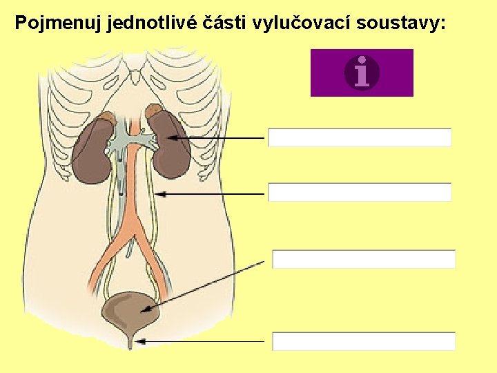 Pojmenuj jednotlivé části vylučovací soustavy: 