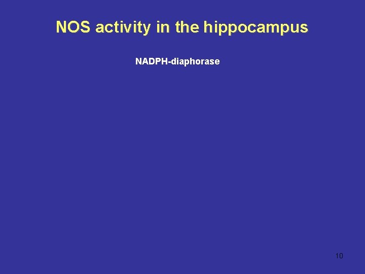 NOS activity in the hippocampus NADPH-diaphorase 10 