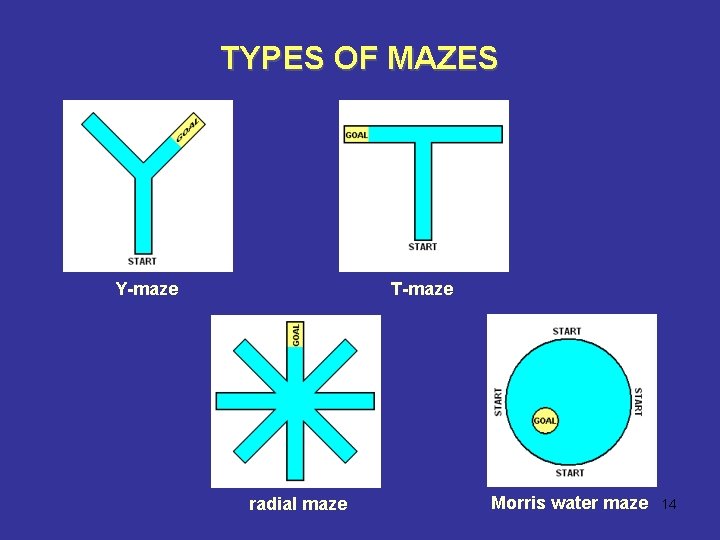 TYPES OF MAZES Y-maze T-maze radial maze Morris water maze 14 