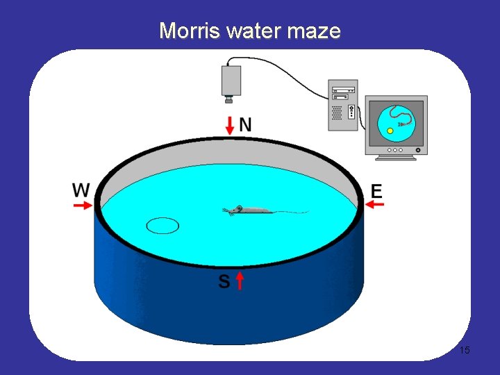 Morris water maze 15 