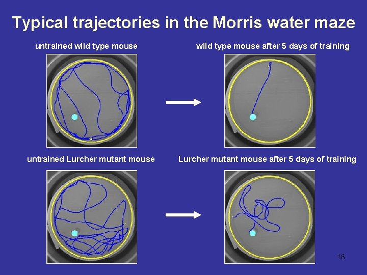 Typical trajectories in the Morris water maze untrained wild type mouse untrained Lurcher mutant