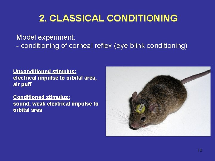 2. CLASSICAL CONDITIONING Model experiment: - conditioning of corneal reflex (eye blink conditioning) Unconditioned