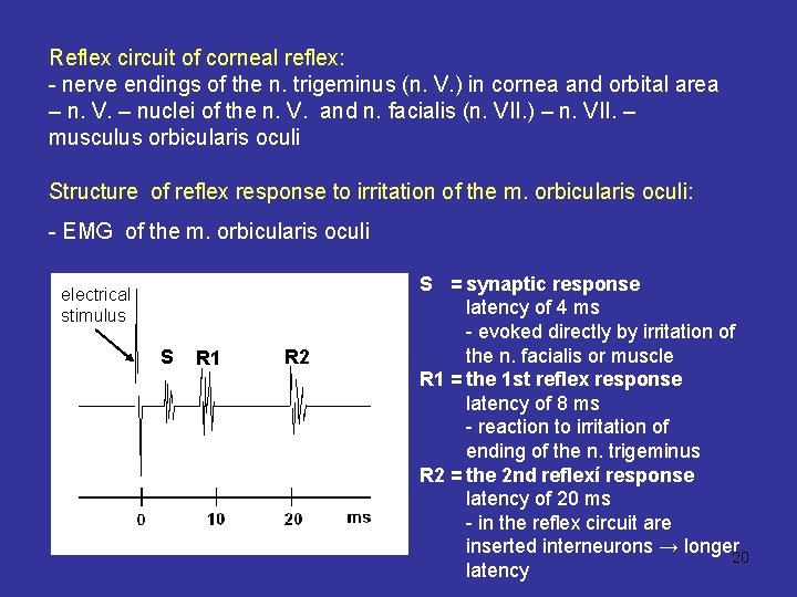 Reflex circuit of corneal reflex: - nerve endings of the n. trigeminus (n. V.