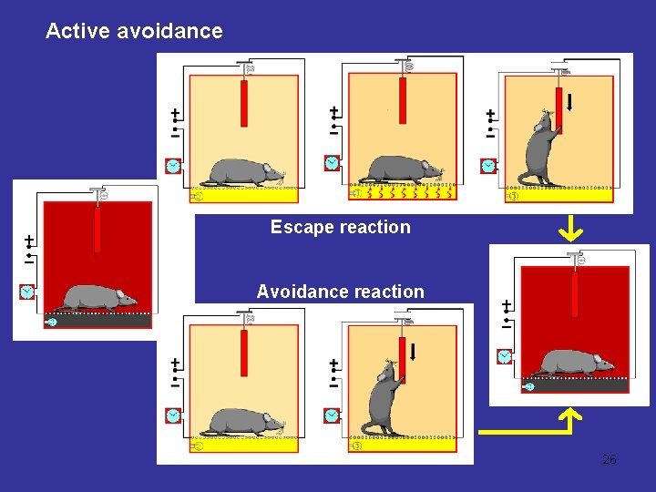 Active avoidance Escape reaction Avoidance reaction 26 