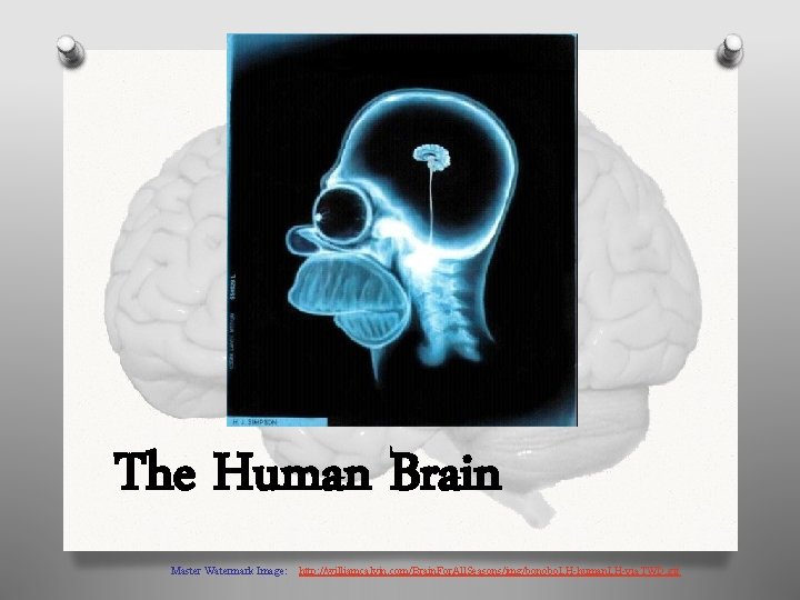 The Human Brain Master Watermark Image: http: //williamcalvin. com/Brain. For. All. Seasons/img/bonobo. LH-human. LH-via.