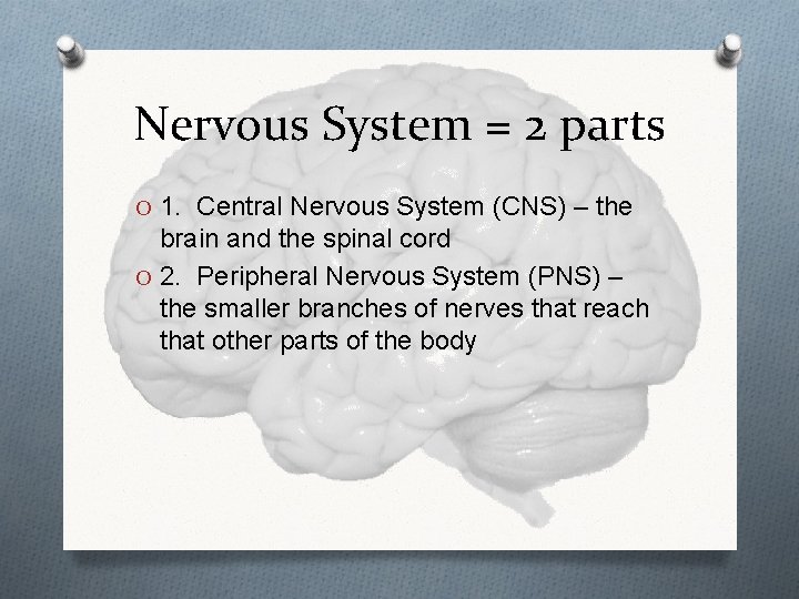Nervous System = 2 parts O 1. Central Nervous System (CNS) – the brain