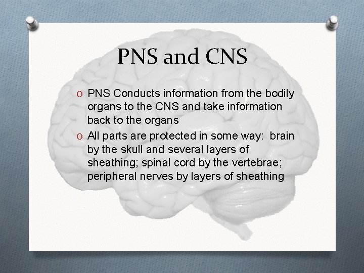 PNS and CNS O PNS Conducts information from the bodily organs to the CNS