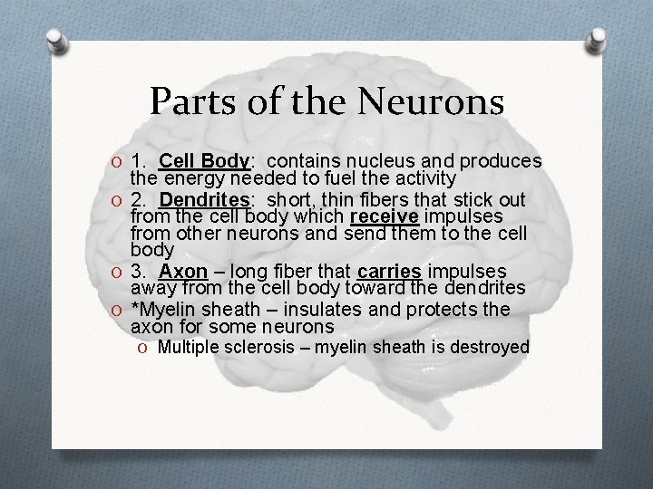 Parts of the Neurons O 1. Cell Body: contains nucleus and produces the energy