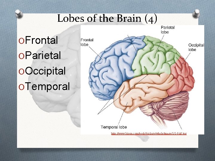 Lobes of the Brain (4) OFrontal OParietal OOccipital OTemporal http: //www. bioon. com/book/biology/whole/image/1/1 -8.
