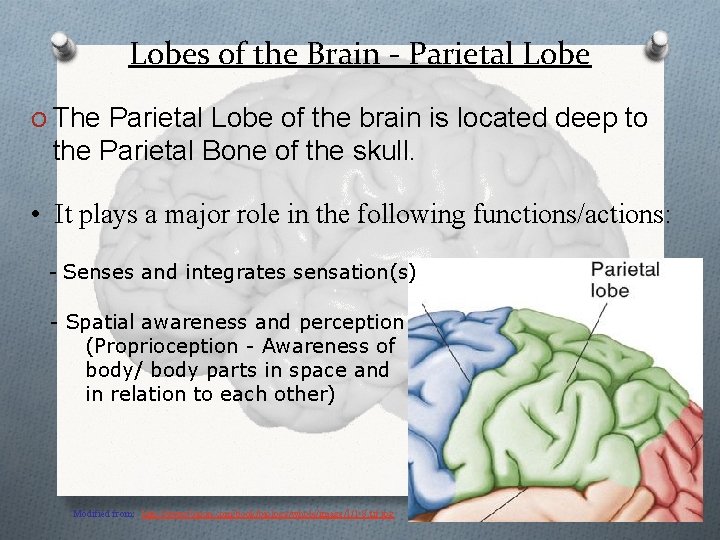 Lobes of the Brain - Parietal Lobe O The Parietal Lobe of the brain