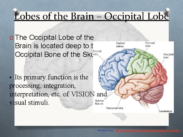 Lobes of the Brain – Occipital Lobe O The Occipital Lobe of the Brain