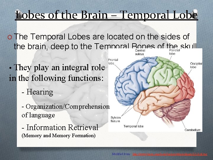 Lobes of the Brain – Temporal Lobe O The Temporal Lobes are located on