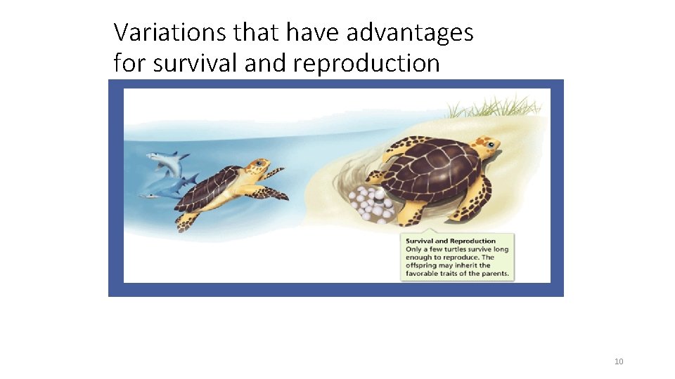 Variations that have advantages for survival and reproduction 10 