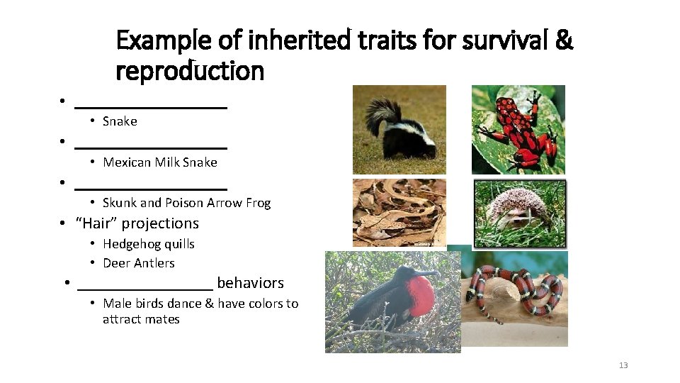 Example of inherited traits for survival & reproduction • _________ • Snake • _________