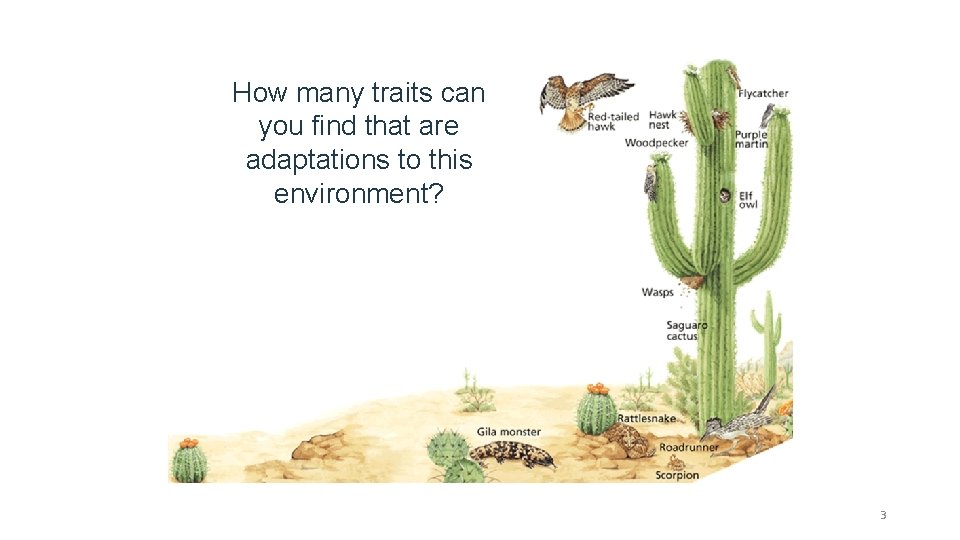 How many traits can you find that are adaptations to this environment? 3 