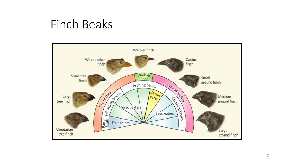 Finch Beaks 7 
