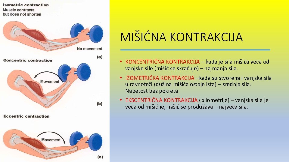 MIŠIĆNA KONTRAKCIJA • KONCENTRIČNA KONTRAKCIJA – kada je sila mišića veća od vanjske sile