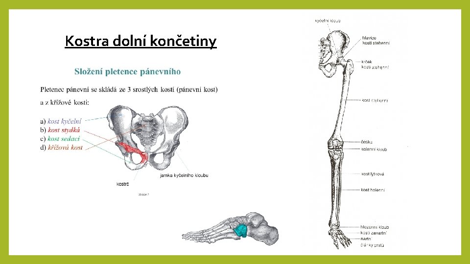 Kostra dolní končetiny 