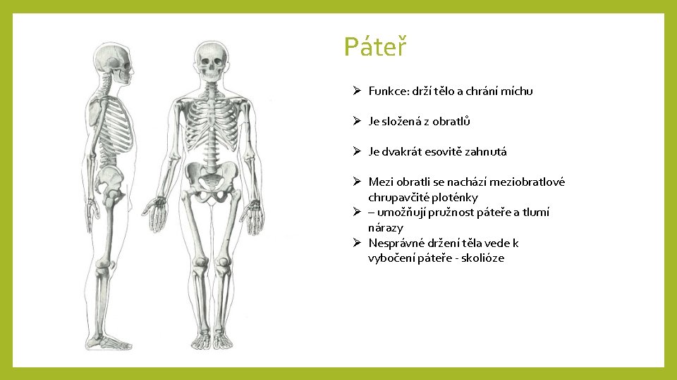 Páteř Ø Funkce: drží tělo a chrání míchu Ø Je složená z obratlů Ø