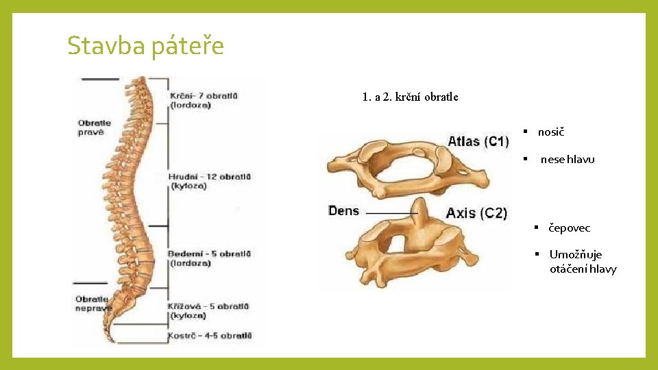 Stavba páteře 1. a 2. krční obratle § nosič § nese hlavu § čepovec