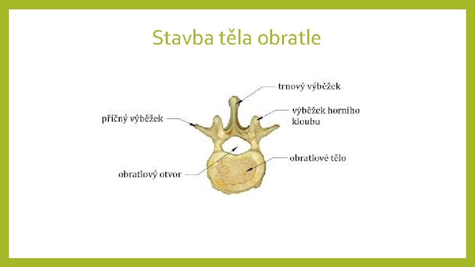 Stavba těla obratle 