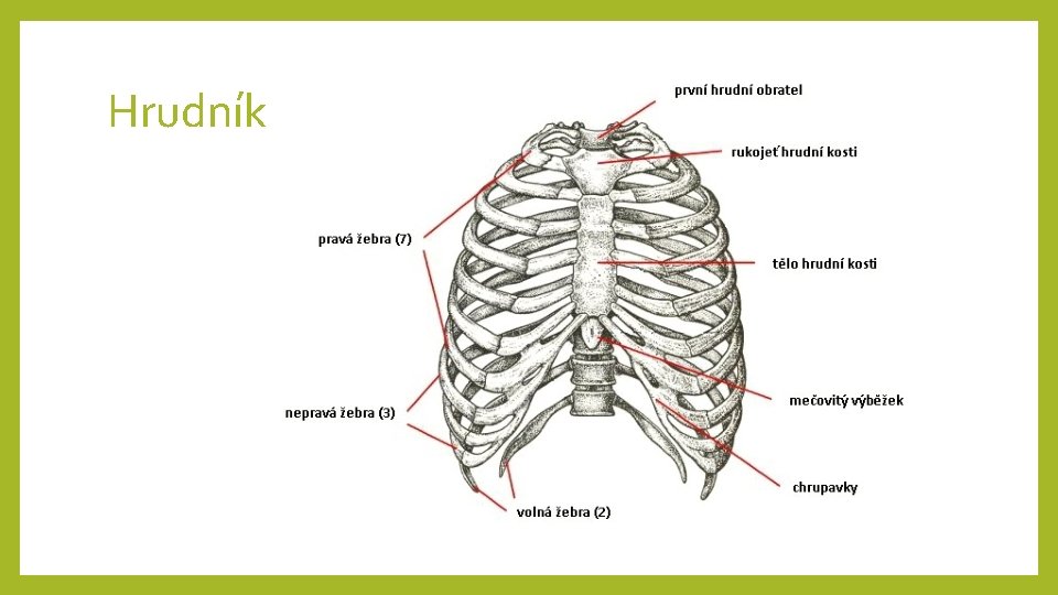 Hrudník 