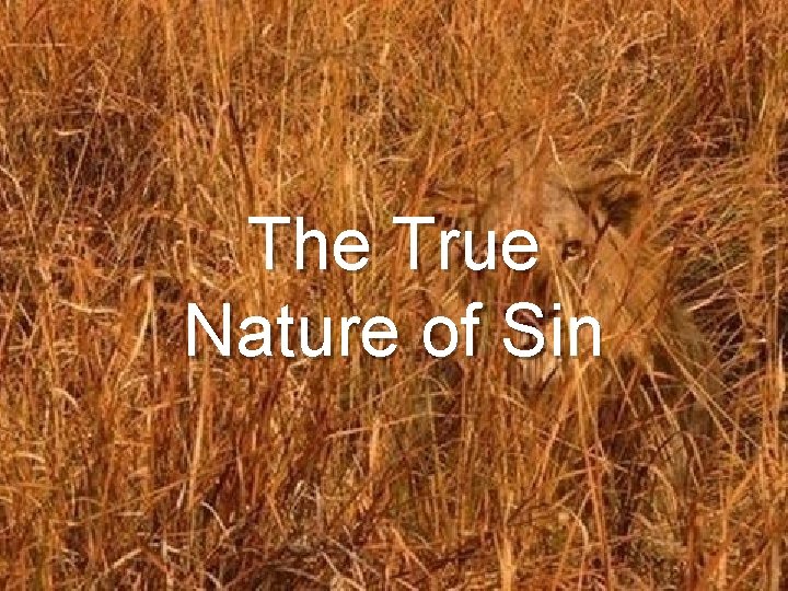 The True Nature of Sin 