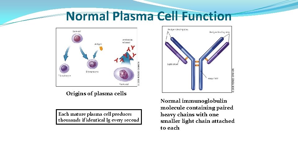 Normal Plasma Cell Function Origins of plasma cells Each mature plasma cell produces thousands