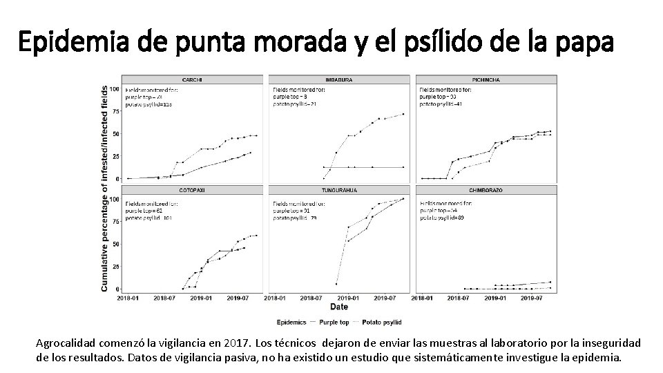 Epidemia de punta morada y el psílido de la papa Agrocalidad comenzó la vigilancia