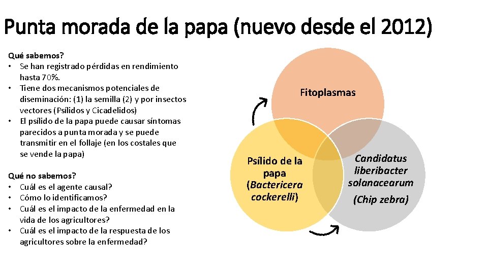 Punta morada de la papa (nuevo desde el 2012) Qué sabemos? • Se han