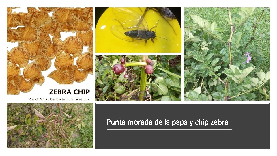 Punta morada de la papa y chip zebra 