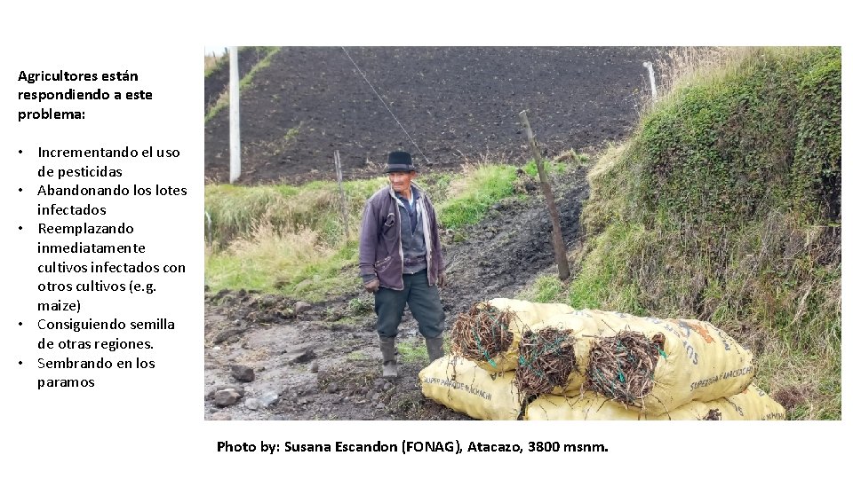 Agricultores están respondiendo a este problema: • Incrementando el uso de pesticidas • Abandonando