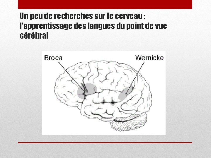 Un peu de recherches sur le cerveau : l’apprentissage des langues du point de