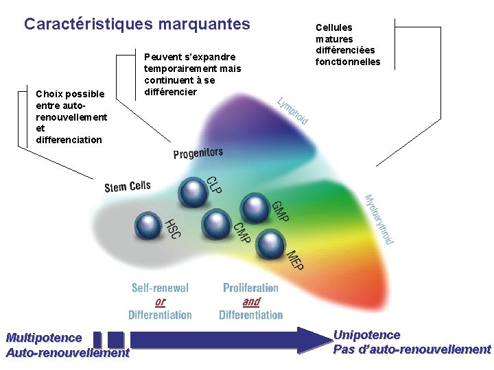 Caractéristiques marquantes Choix possible entre autorenouvellement et differenciation Multipotence Auto-renouvellement Peuvent s’expandre temporairement mais