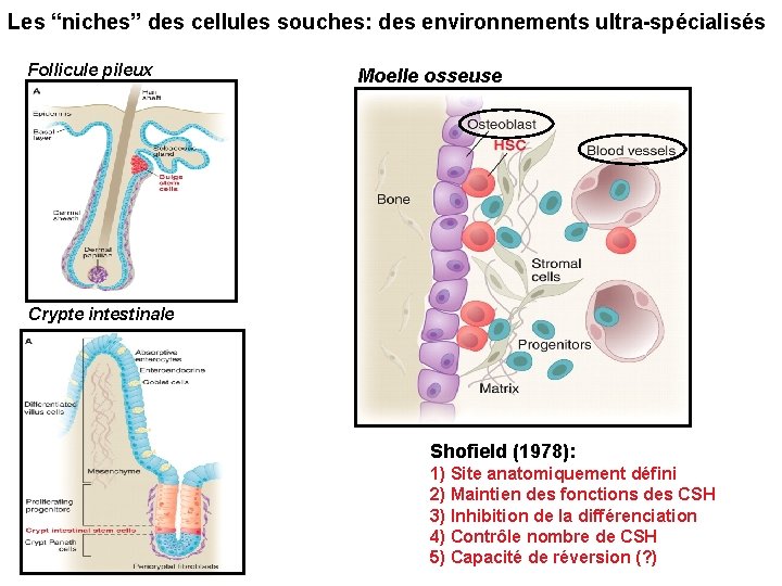 Les “niches” des cellules souches: des environnements ultra-spécialisés Follicule pileux Moelle osseuse Crypte intestinale