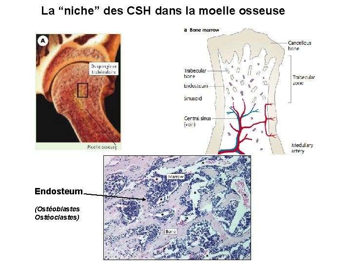 La “niche” des CSH dans la moelle osseuse Endosteum (Ostéoblastes Ostéoclastes) 