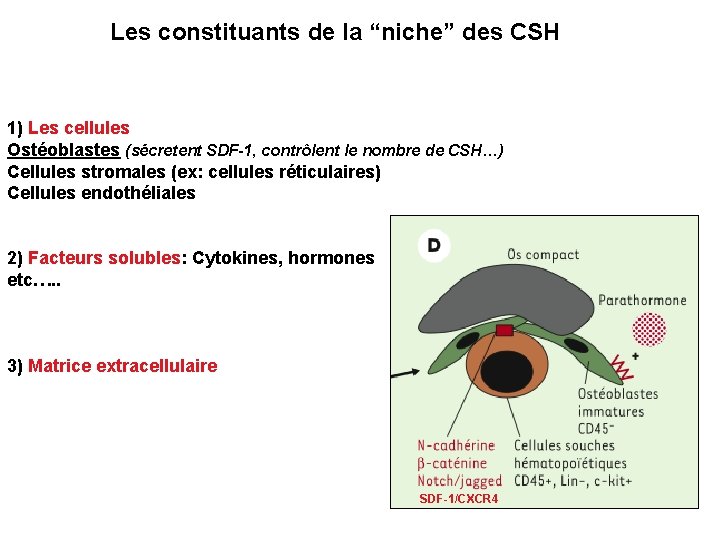 Les constituants de la “niche” des CSH 1) Les cellules Ostéoblastes (sécretent SDF-1, contrôlent